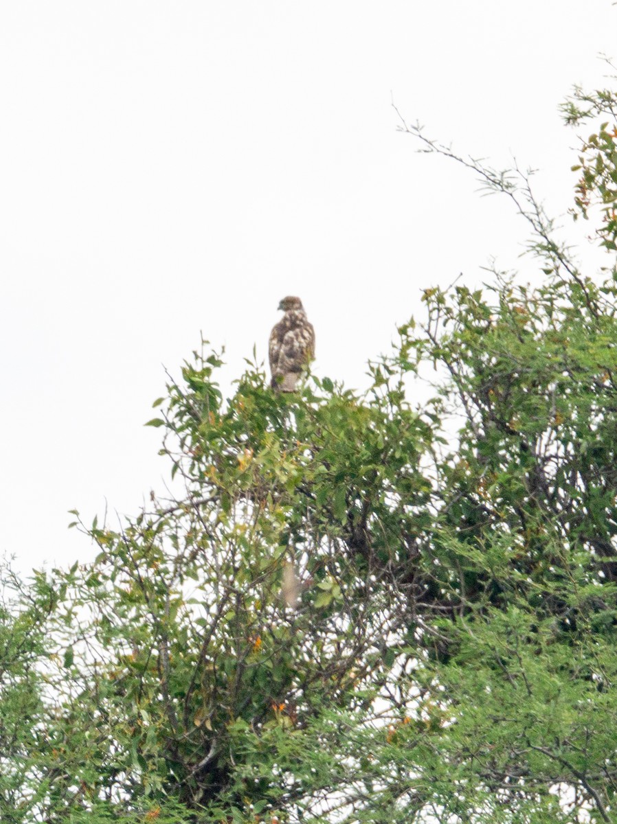 Red-tailed Hawk - ML608959931