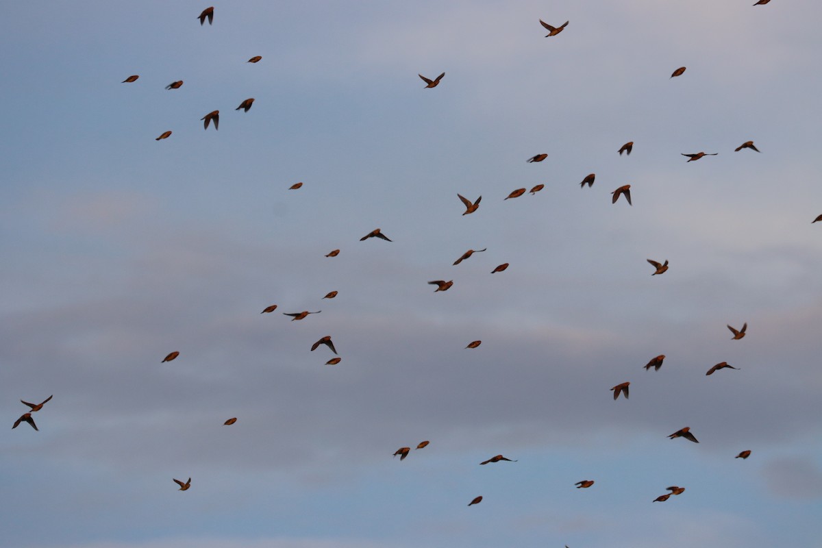 bobolink americký - ML608959935