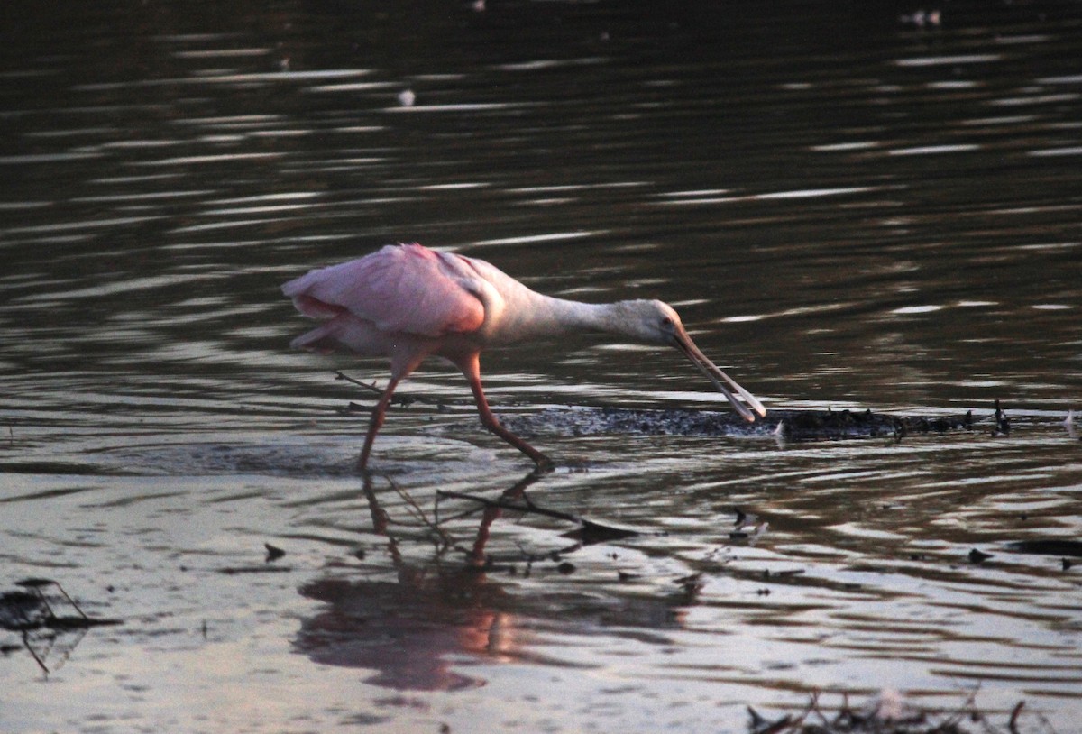 Roseate Spoonbill - ML608959976