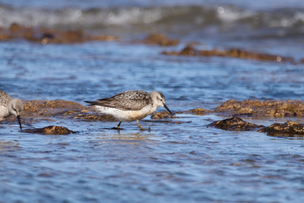 Red Knot - Nahuel Melisa Aguirre Gago