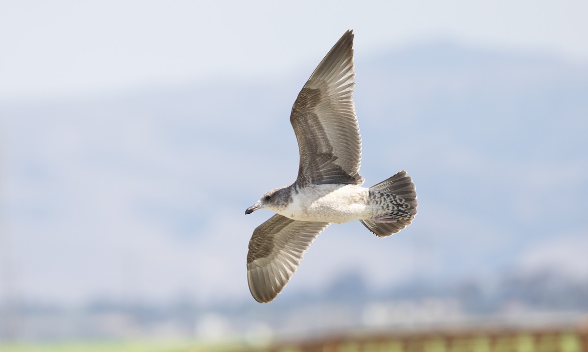 Gaviota Californiana - ML608960072