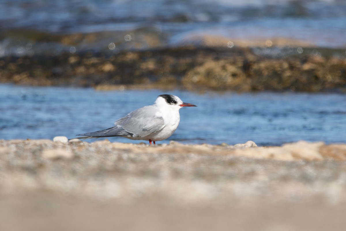 South American Tern - ML608960104