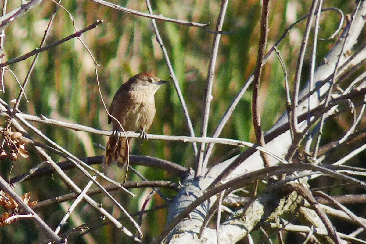 Freckle-breasted Thornbird - ML608960133
