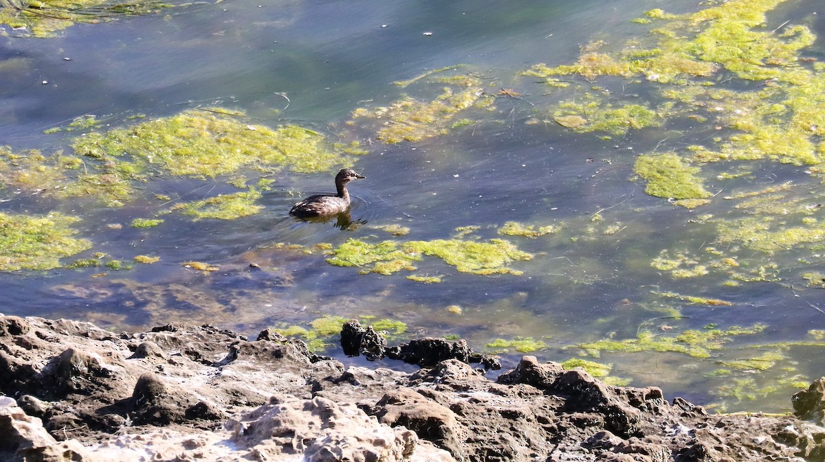 Little Grebe - ML608960199