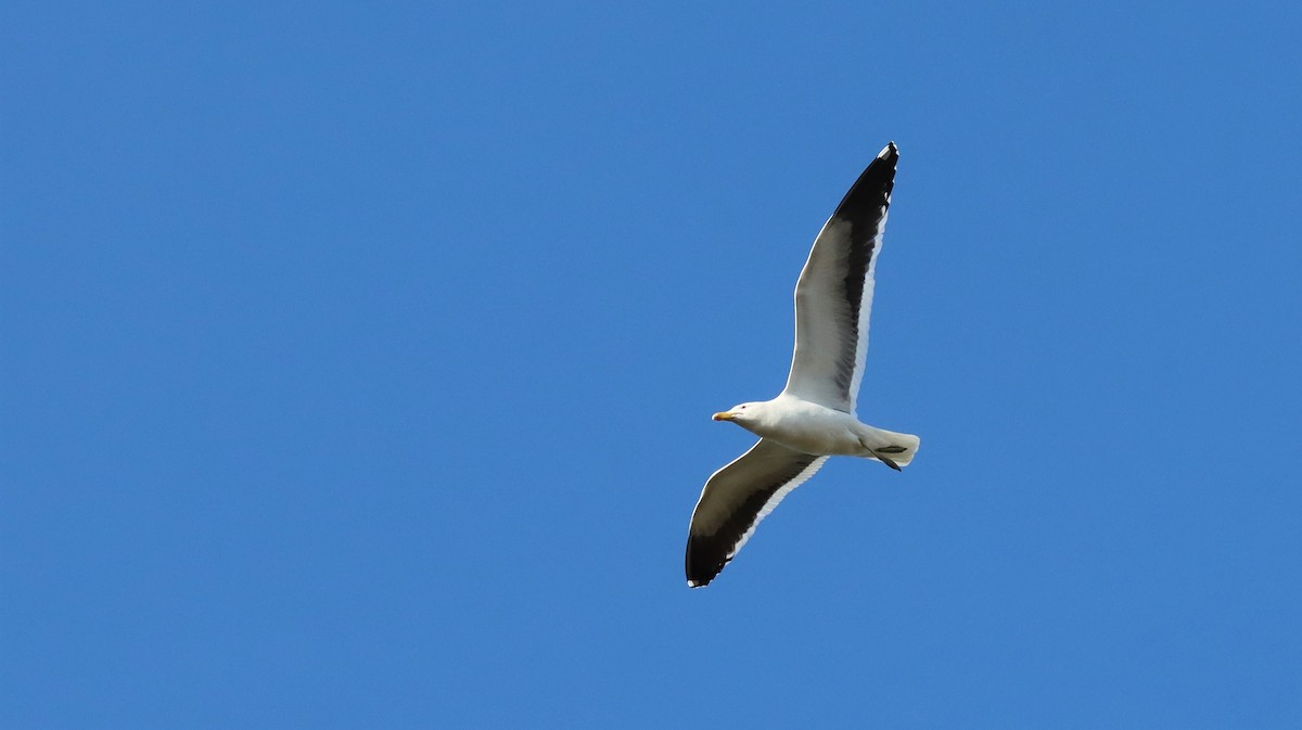 Gaviota Cocinera - ML608960210