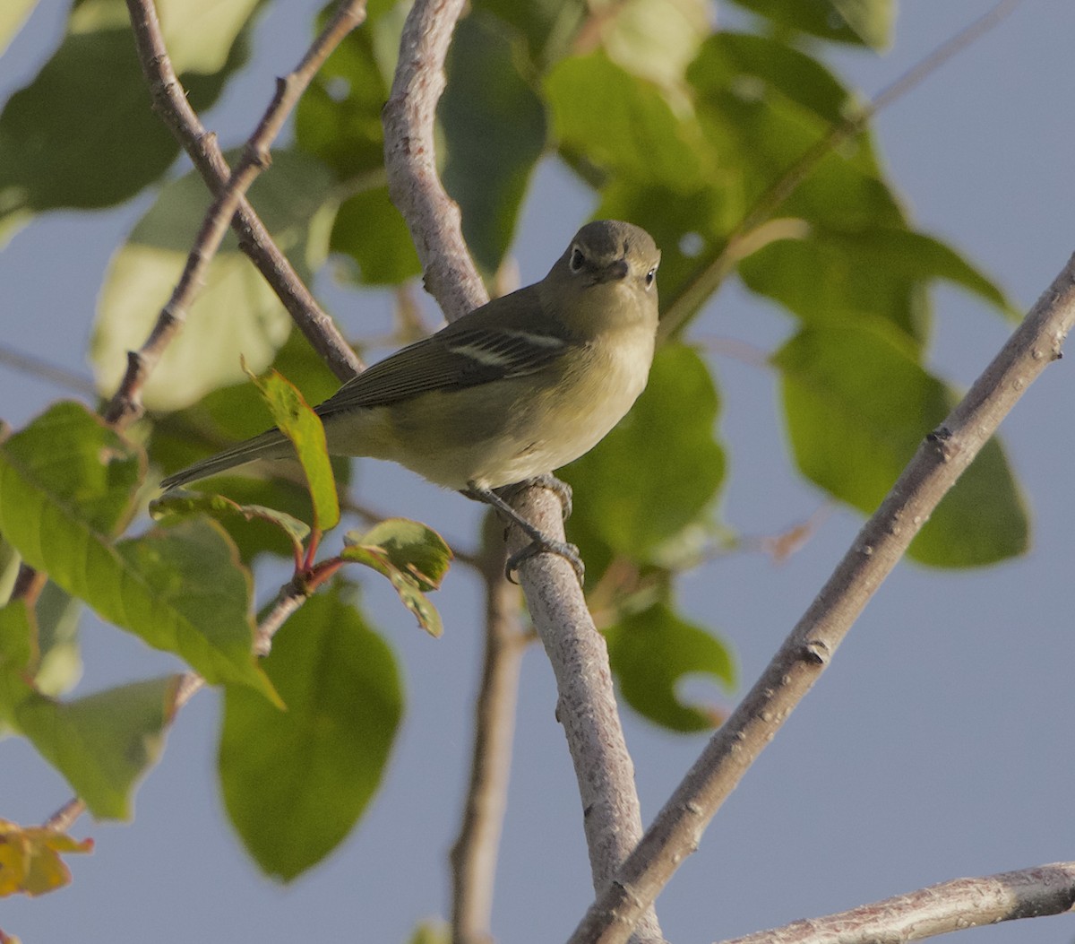 Cassin's Vireo - ML608960217