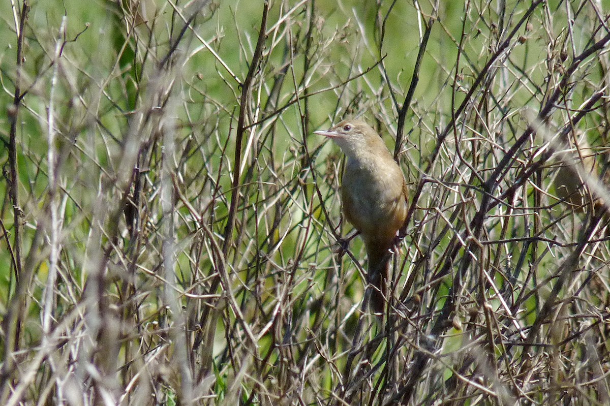 Bay-capped Wren-Spinetail - ML608960260