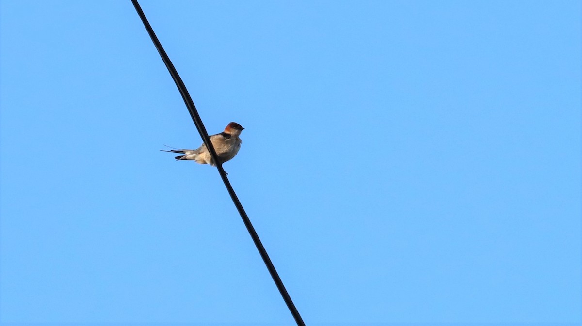 Golondrina Cabecirrufa - ML608960279