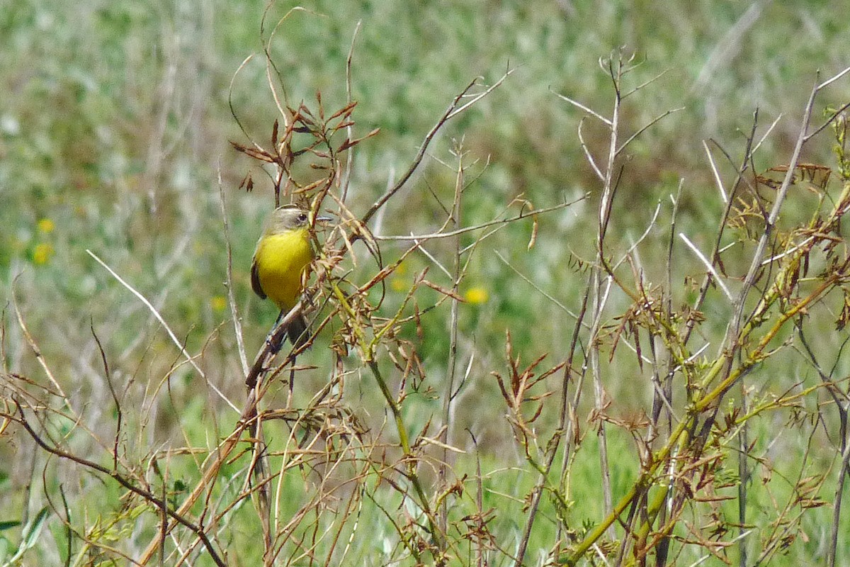 Crested Doradito - ML608960286