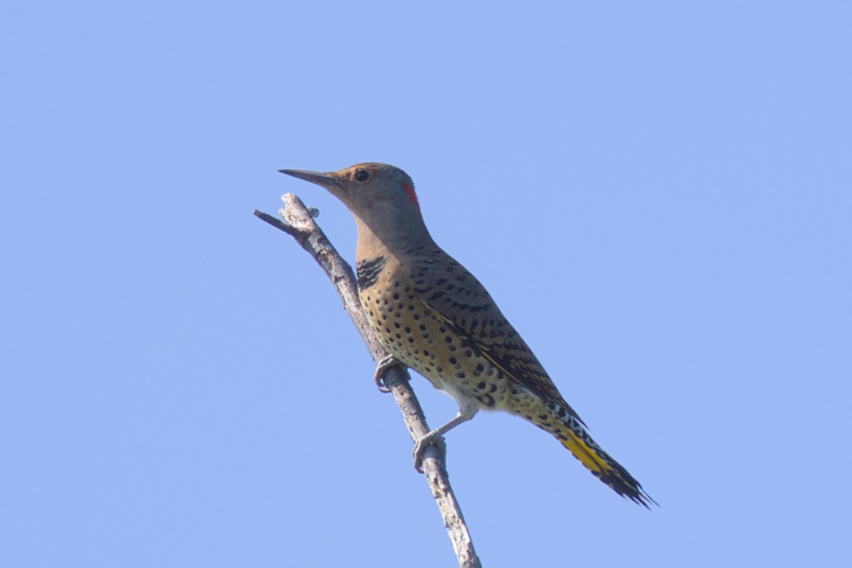 Northern Flicker - ML608960325