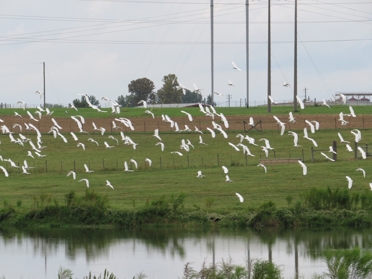 Чапля єгипетська (підвид ibis) - ML608960355