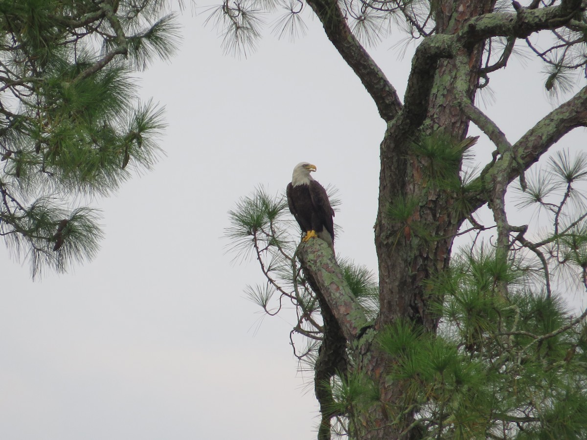 Bald Eagle - Anne Thompson