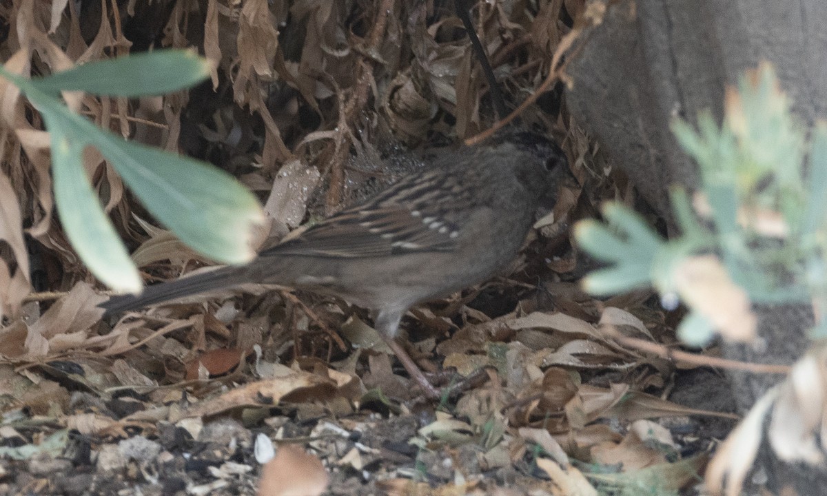 Golden-crowned Sparrow - ML608960525