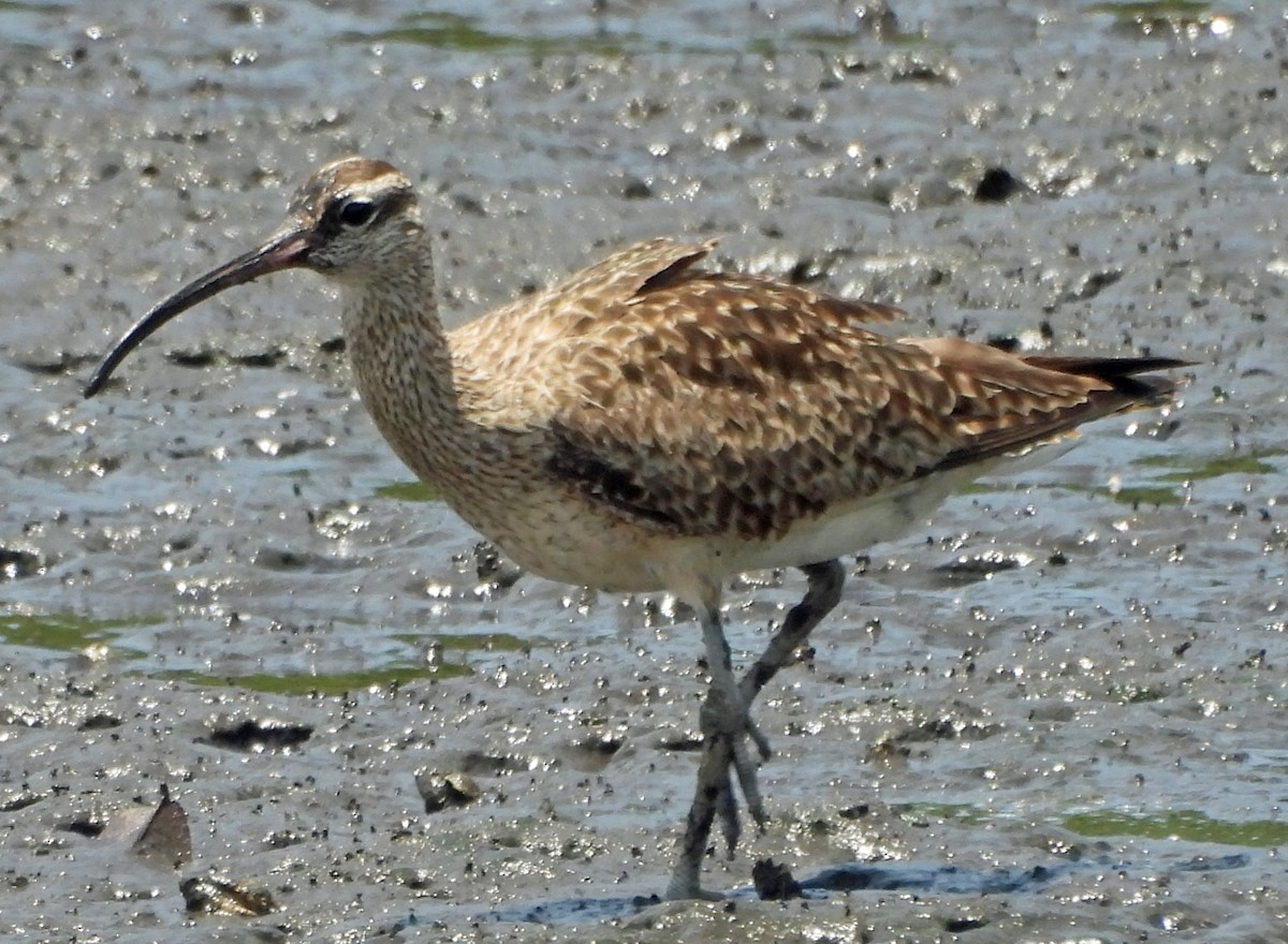 Whimbrel - ML608960526