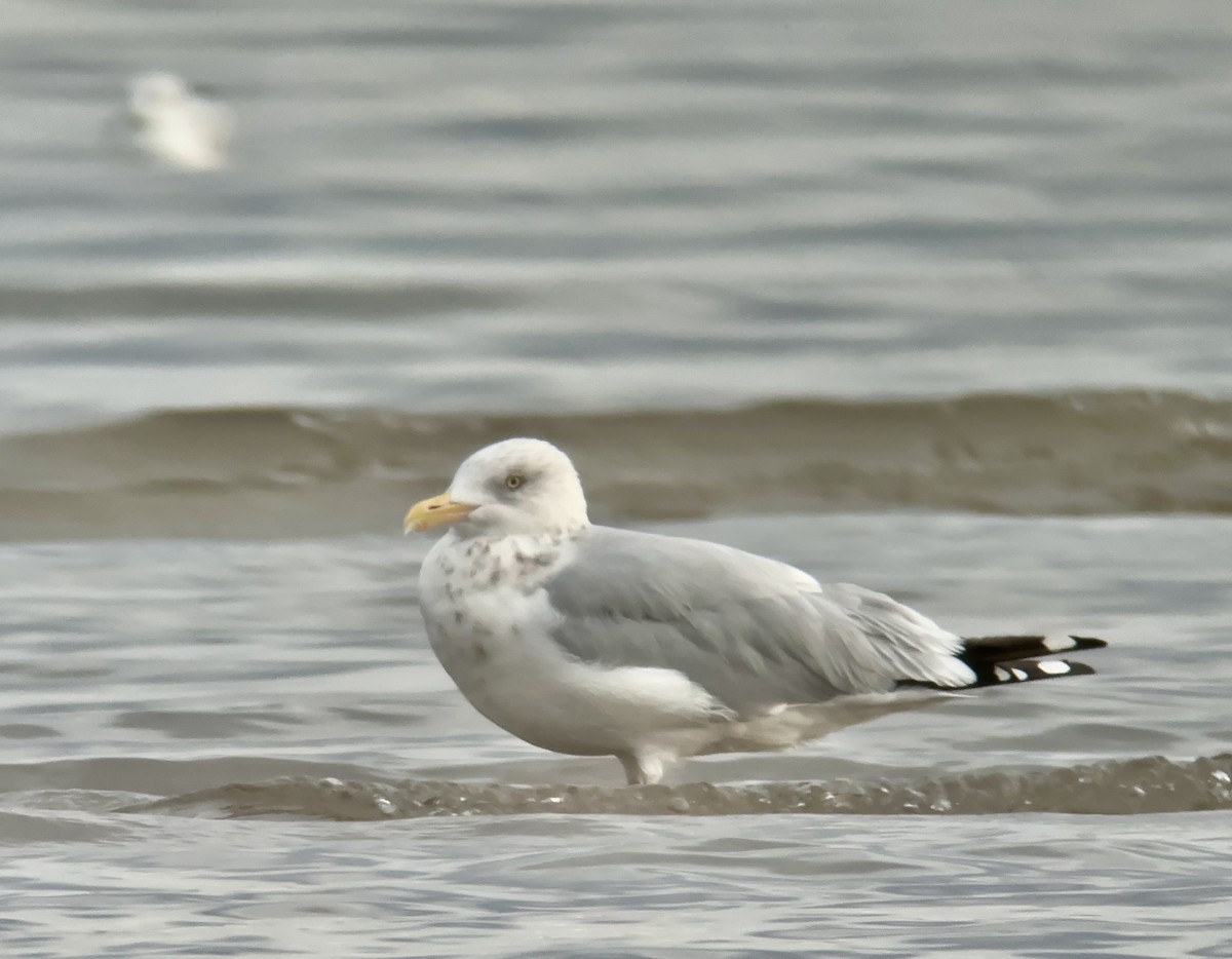 Gaviota Argéntea - ML608960612