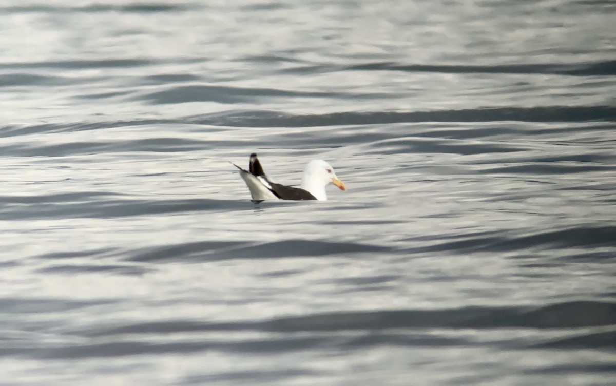 Lesser Black-backed Gull - Daniel Casey