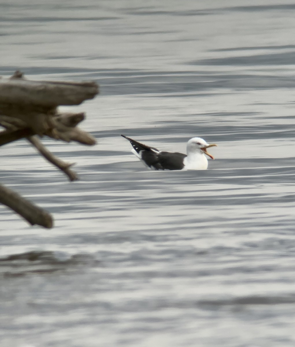 Lesser Black-backed Gull - Daniel Casey