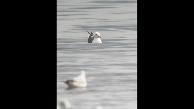 Lesser Black-backed Gull - ML608960647