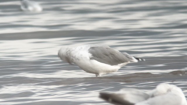 California Gull - ML608960656