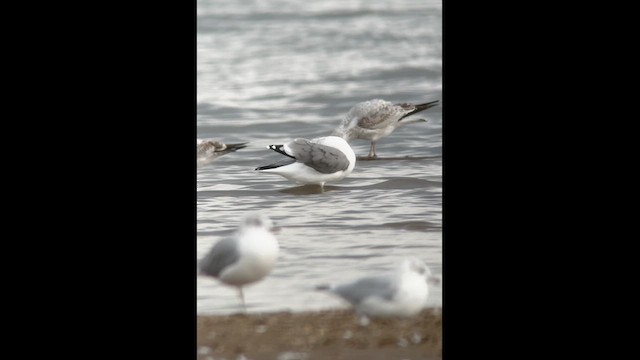 Gaviota Californiana - ML608960657