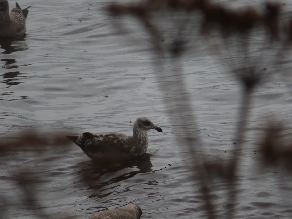 Western Gull - ML608960773