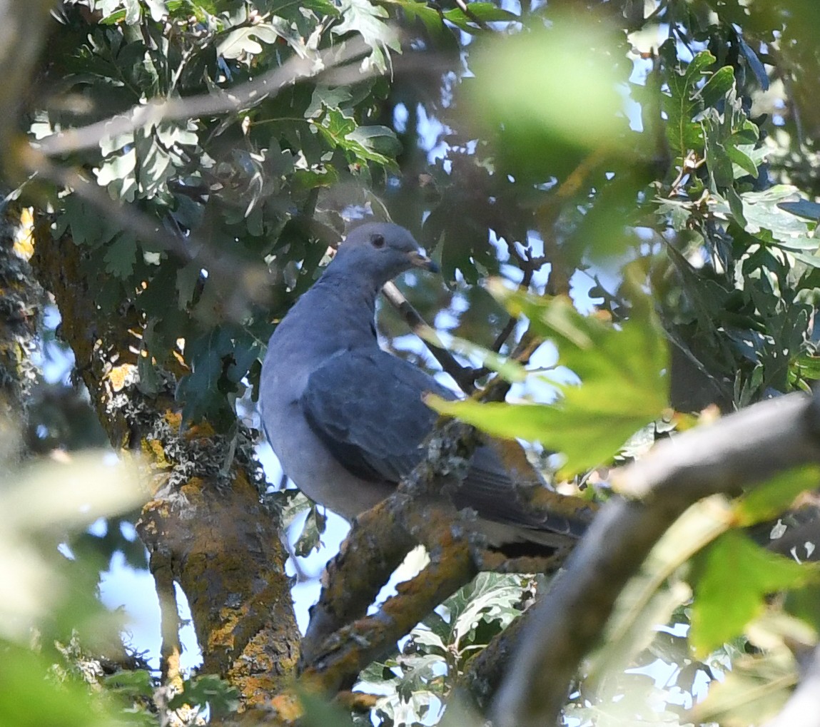 Band-tailed Pigeon - ML608960815