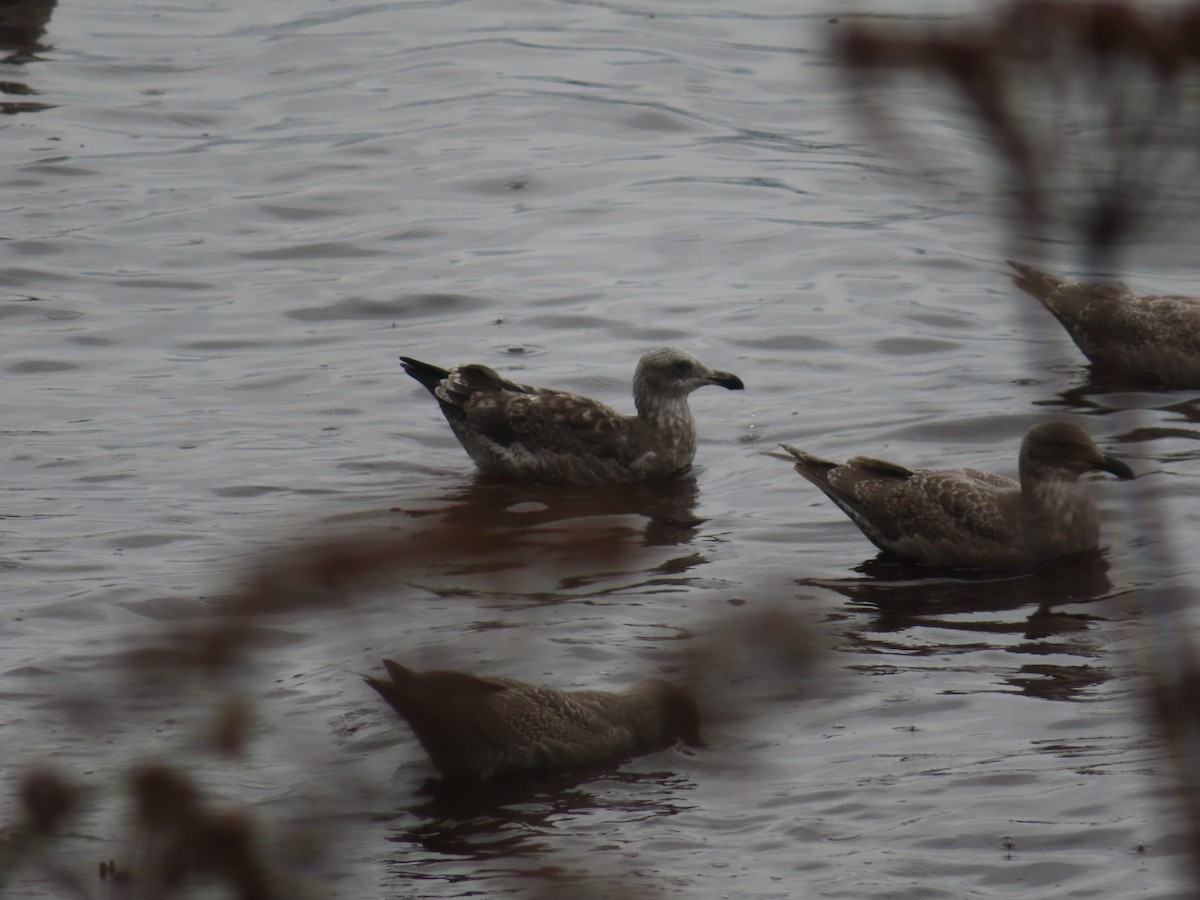 Western Gull - Michelle Sopoliga