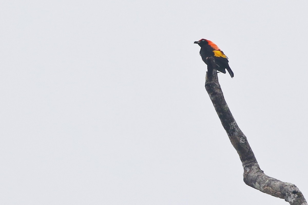 Fire-maned Bowerbird - Joshua Bergmark | Ornis Birding Expeditions