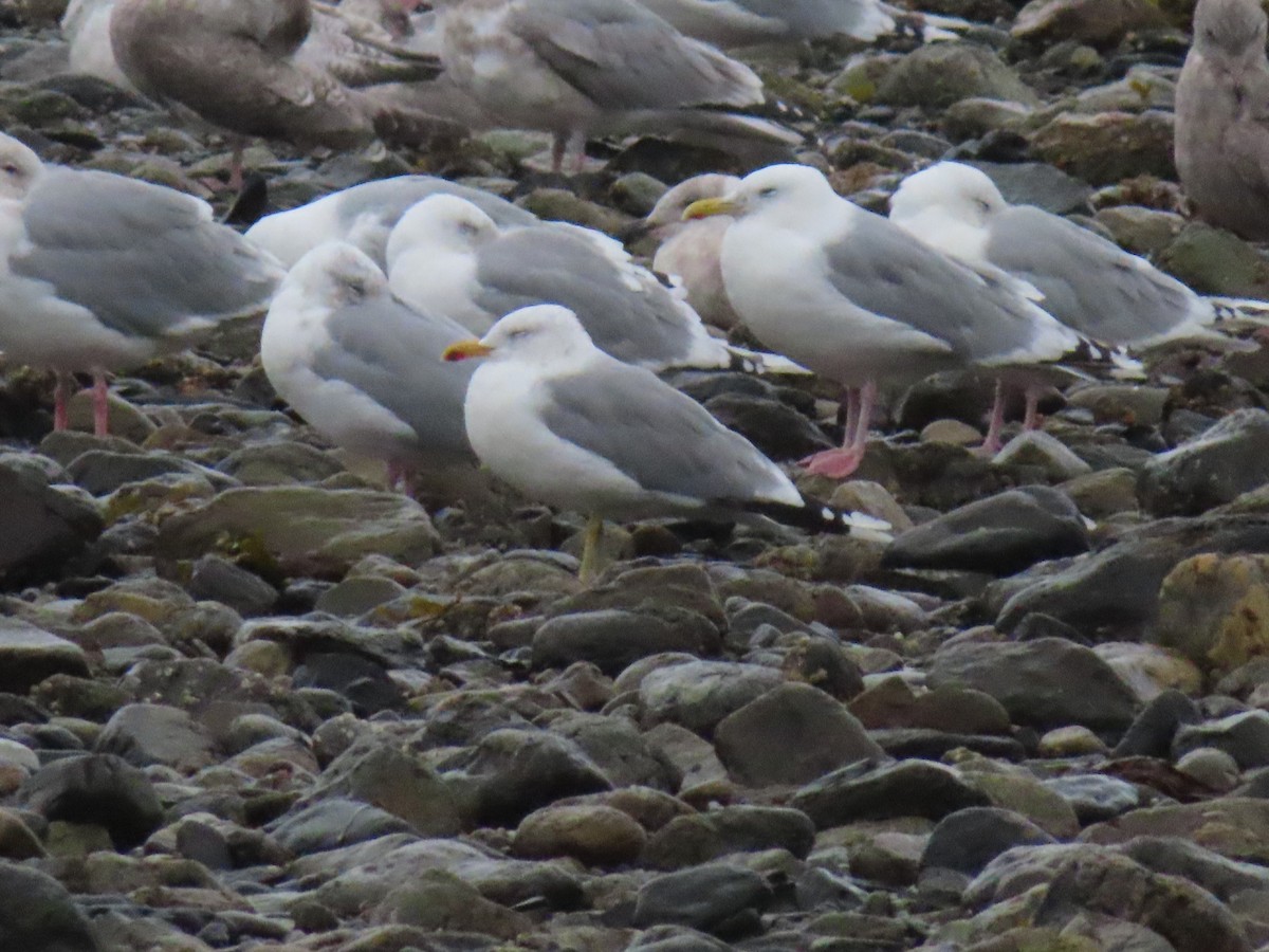 California Gull - Michelle Sopoliga