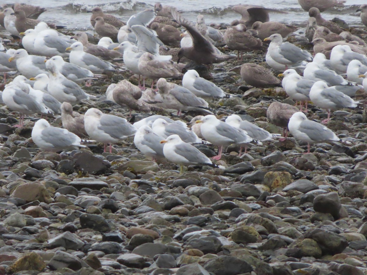 California Gull - Michelle Sopoliga