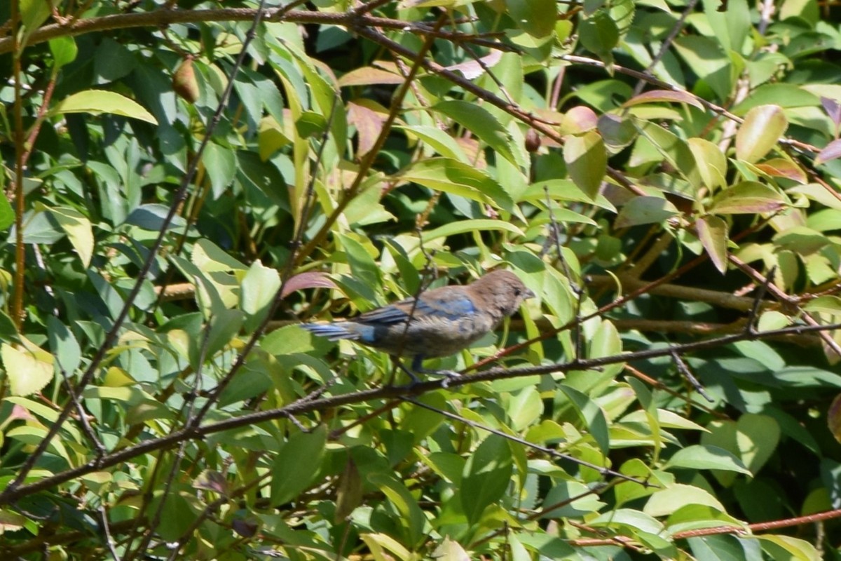 Indigo Bunting - Alyssa Burke