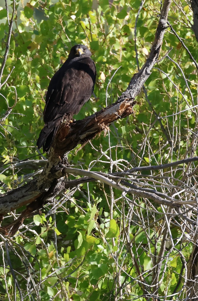 Zone-tailed Hawk - ML608961123