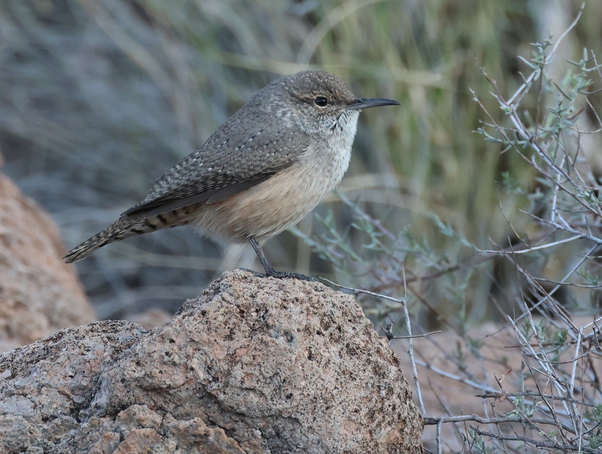 Rock Wren - ML608961158