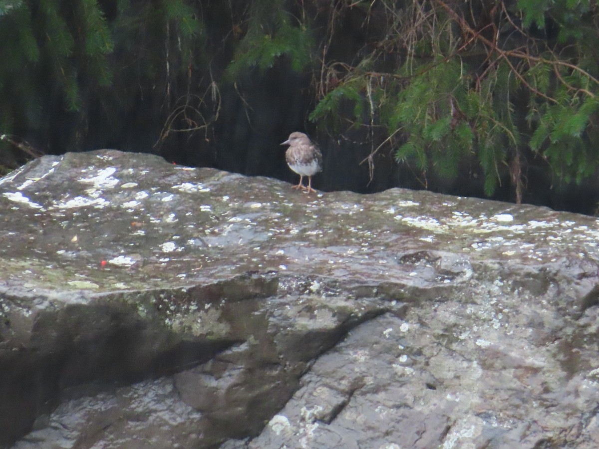 Black Turnstone - ML608961306