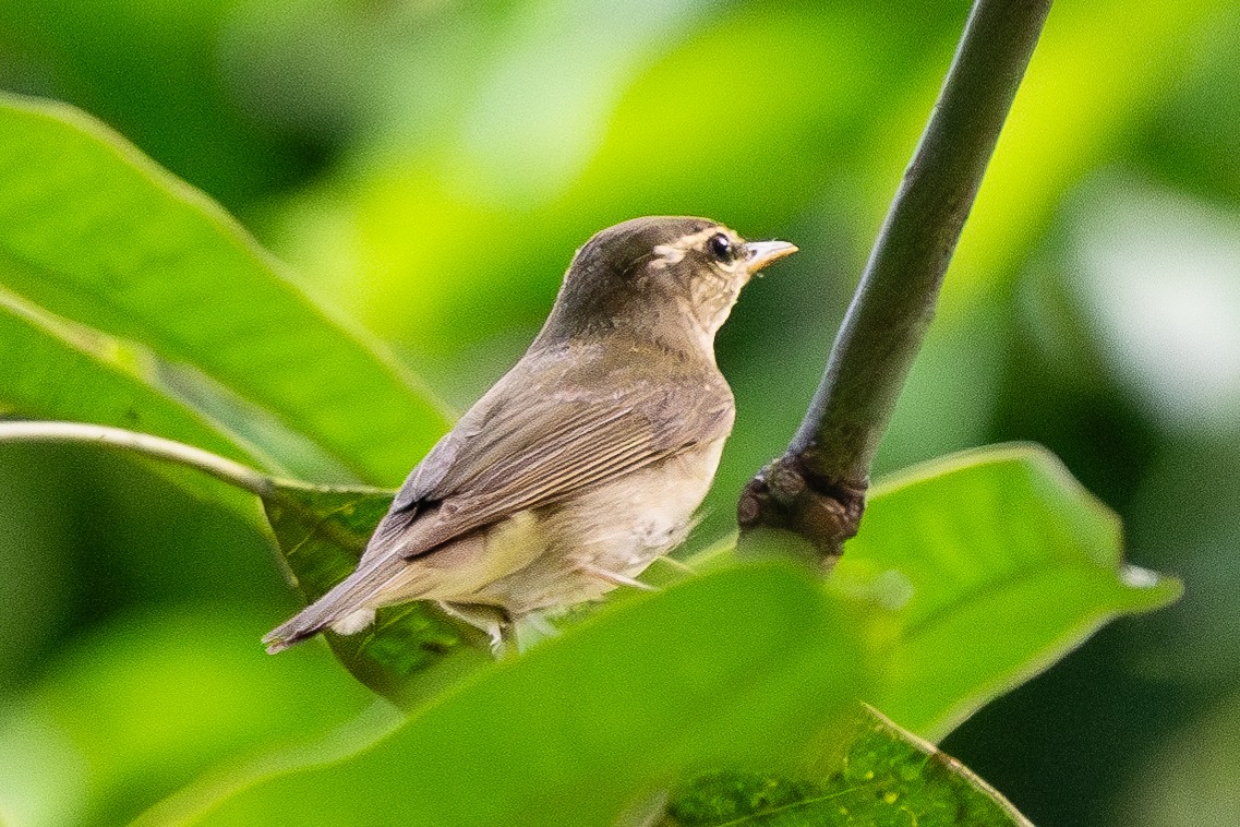 Mosquitero Boreal - ML608961356