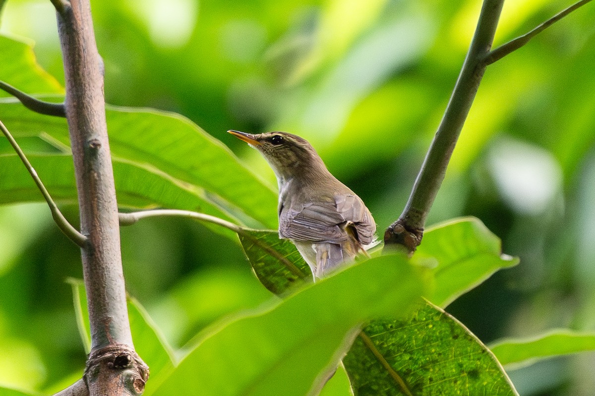 Mosquitero Boreal - ML608961357