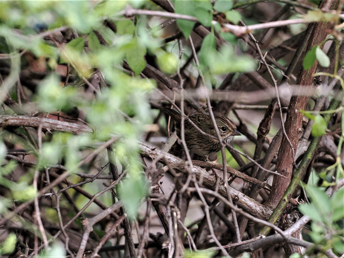 Lincoln's Sparrow - ML608961497