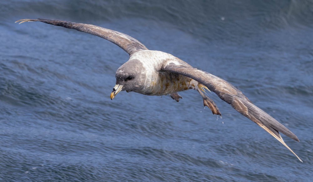 Fulmar boréal - ML608961528