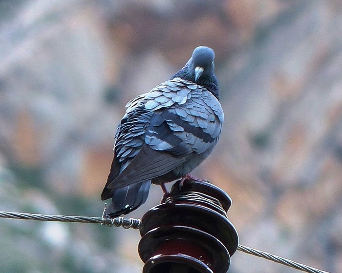 Rock Pigeon - forest venkat
