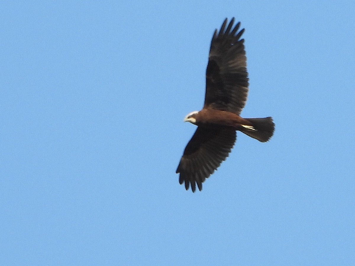 Western Marsh Harrier - ML608961668