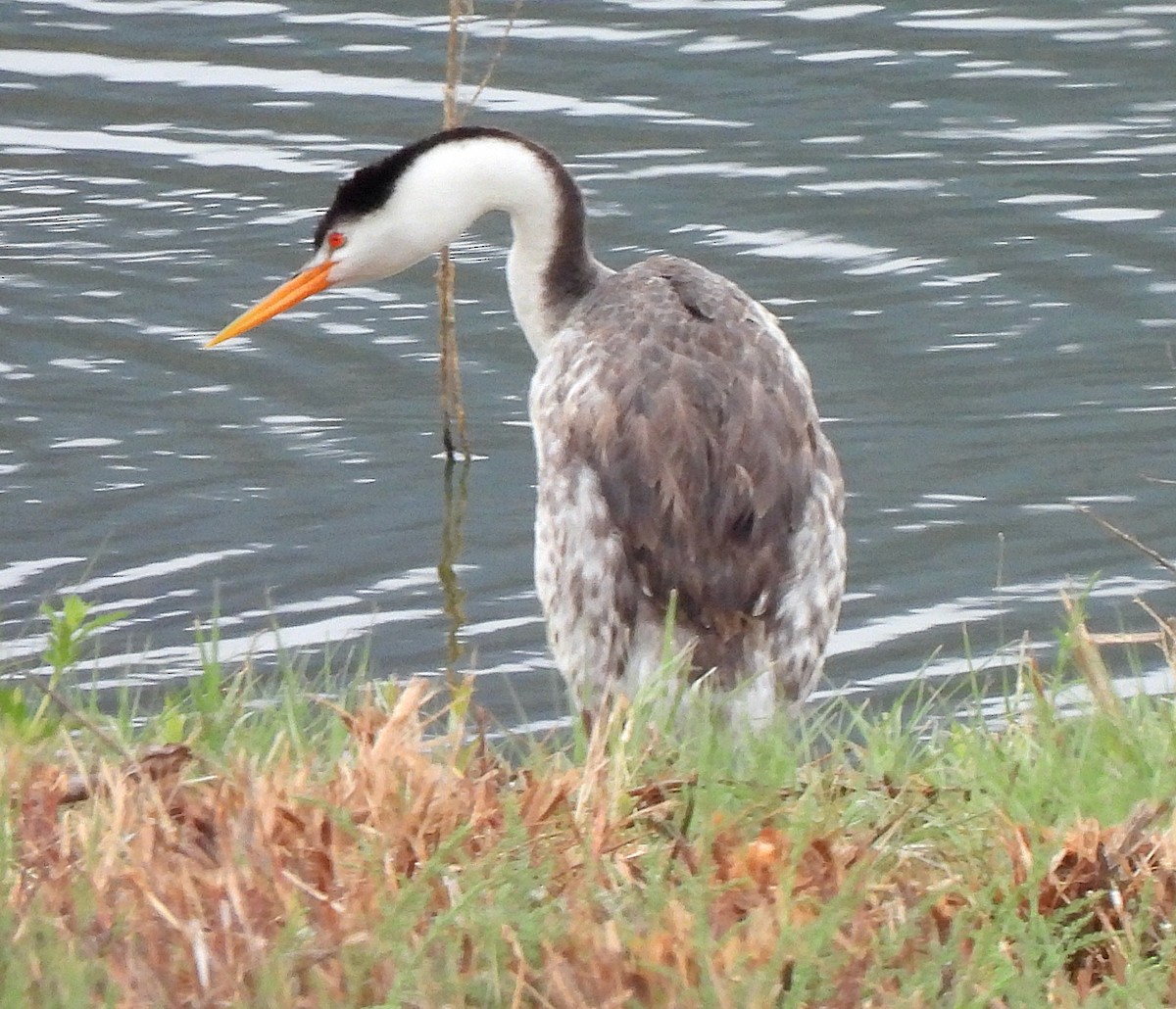 Clark's Grebe - ML608961669