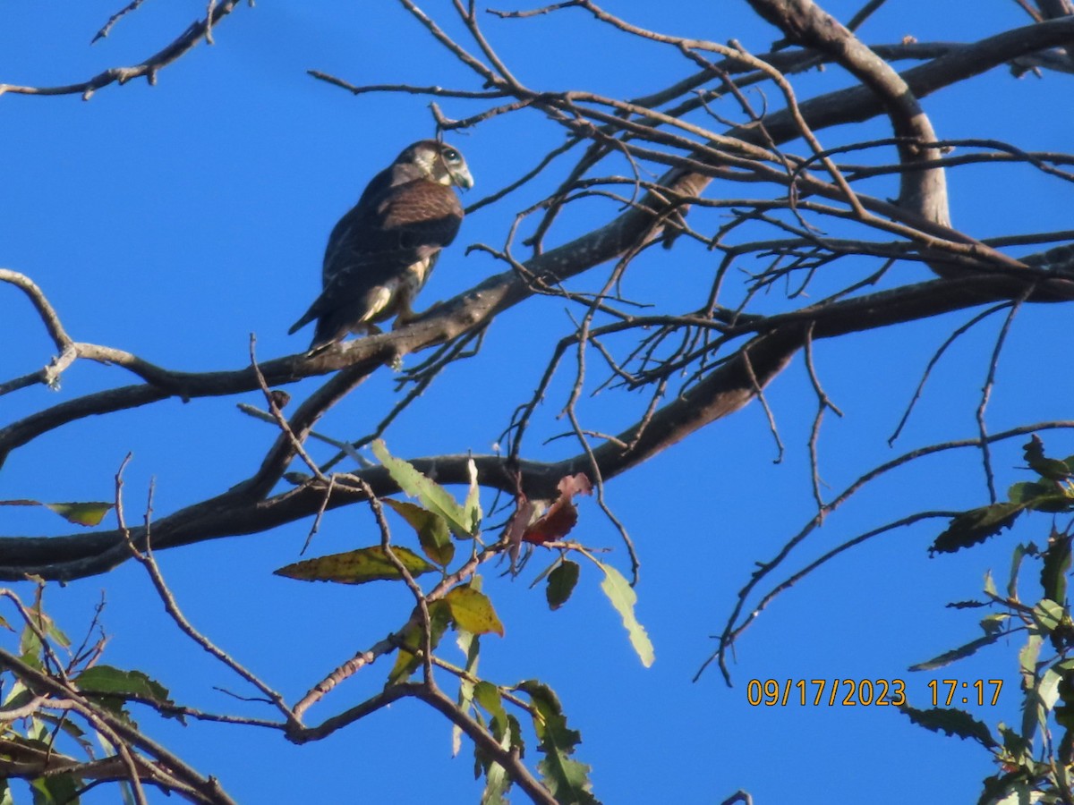 Halcón Peregrino - ML608961674