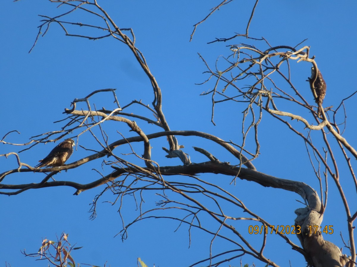 Peregrine Falcon - ML608961679