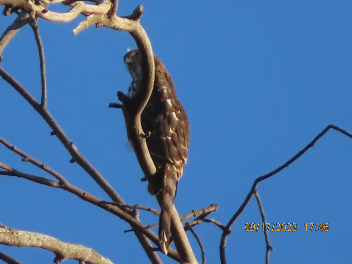 Cooper's Hawk - ML608961701