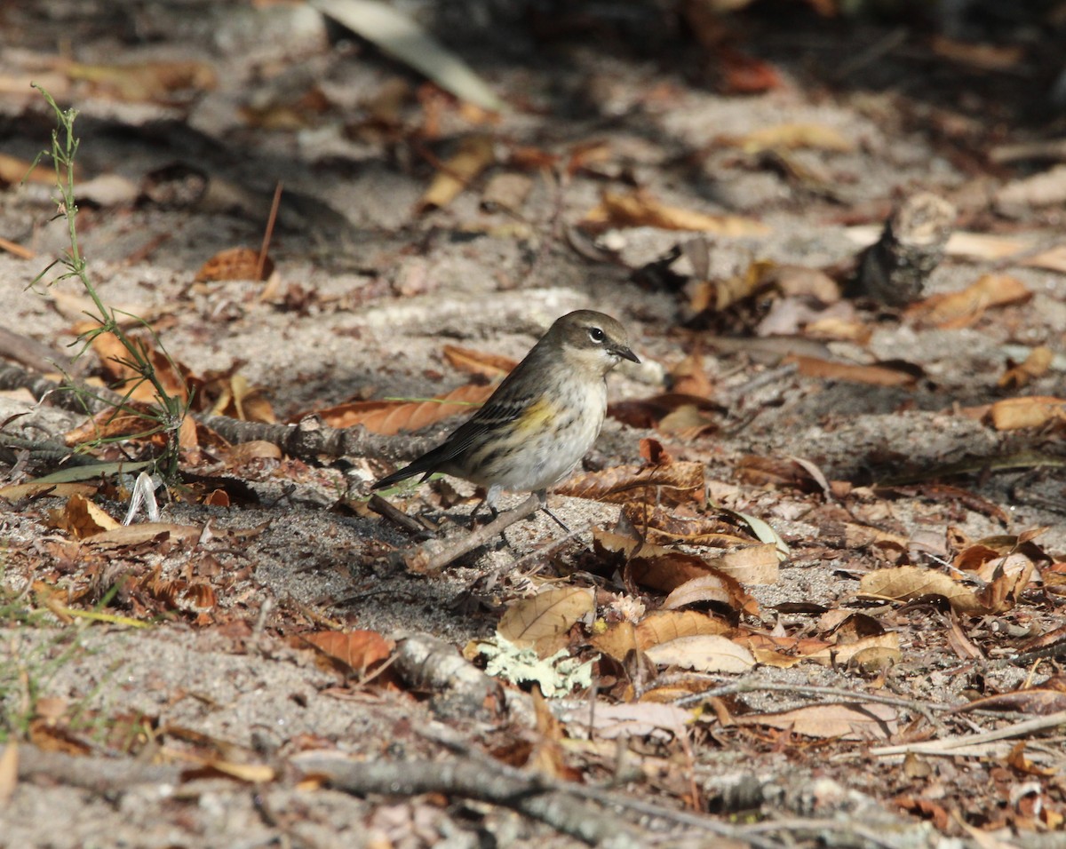 Yellow-rumped Warbler - ML608961740