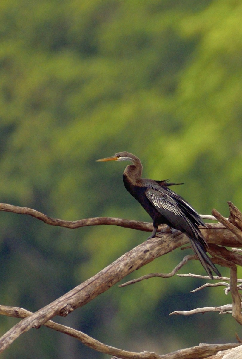 Anhinga Asiática - ML608961743