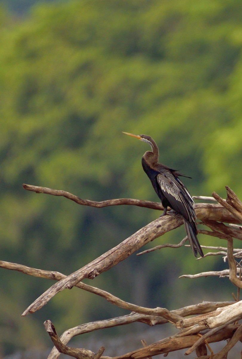 Anhinga Asiática - ML608961744