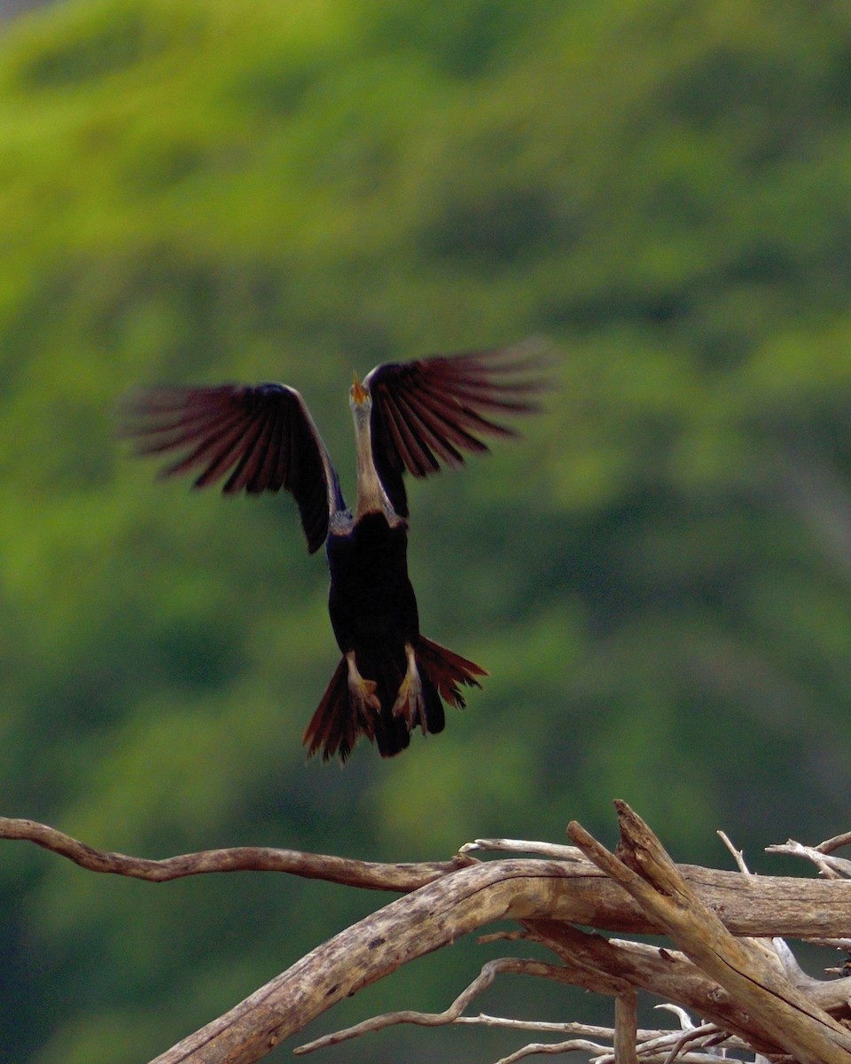 Anhinga Asiática - ML608961745