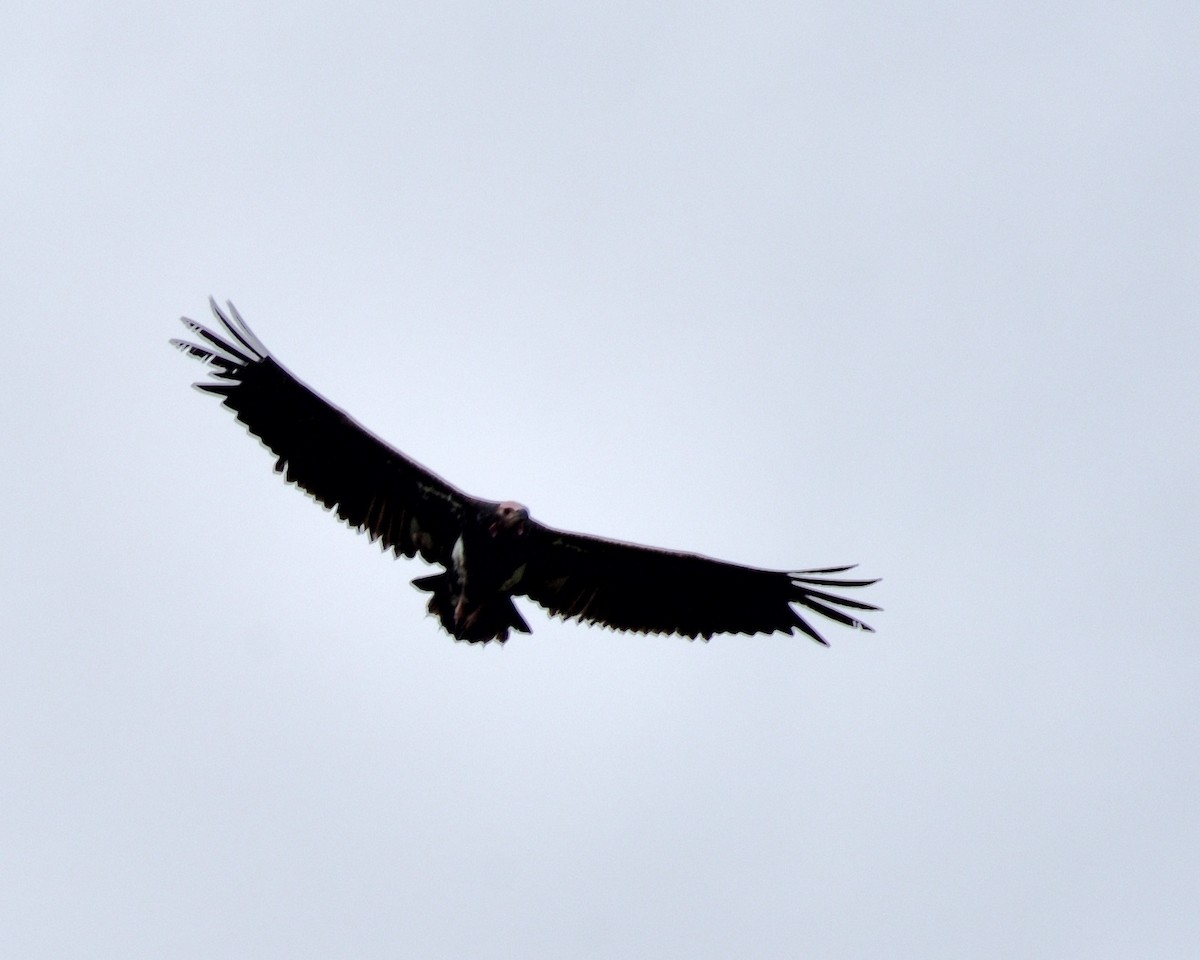 Accipitridae sp. (old world vulture sp.) - ML608961771