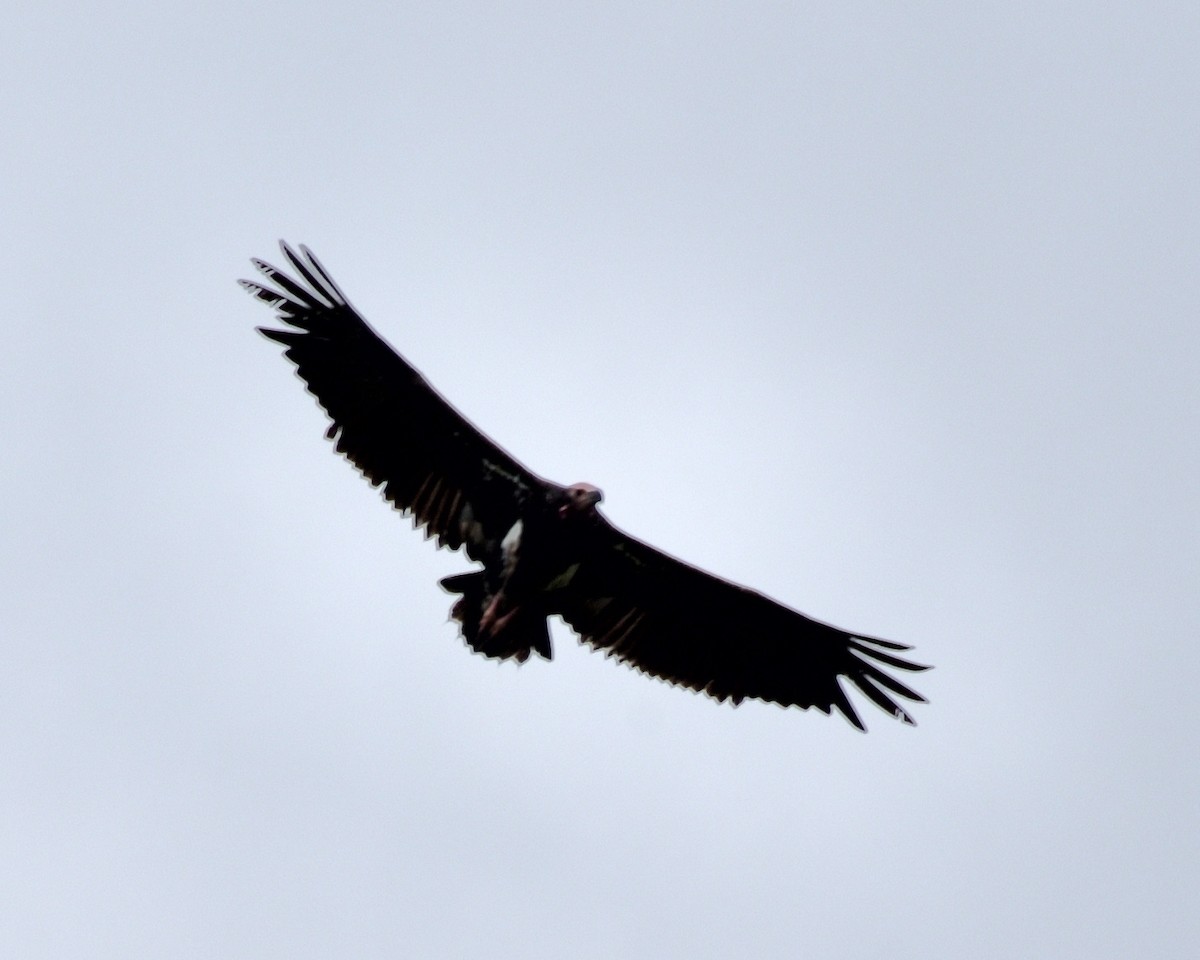 Accipitridae sp. (old world vulture sp.) - ML608961772